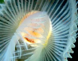 Tube worm. by Carlo Greco 